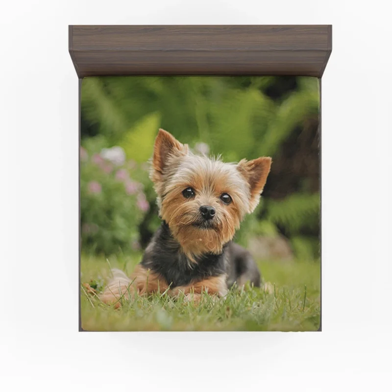 Yorkshire Terrier Charm in the Grass: Cute Yorkie Fitted Sheet