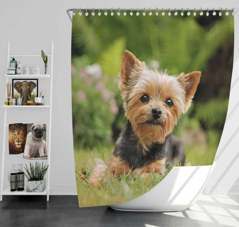 Yorkshire Terrier Charm in the Grass: Cute Yorkie Shower Curtain