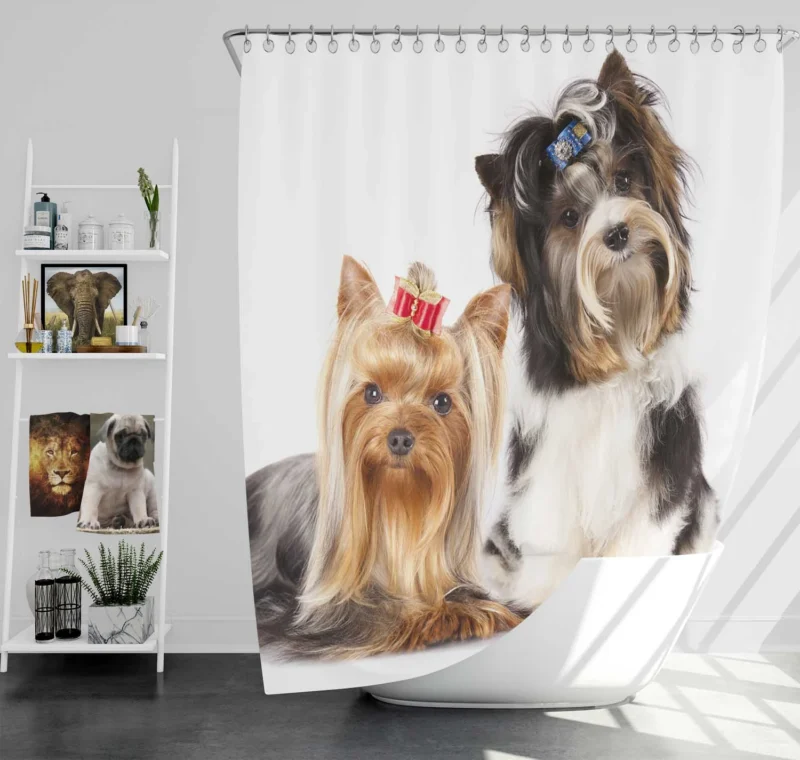Yorkshire Terrier Loveliness: Cute Yorkies Shower Curtain