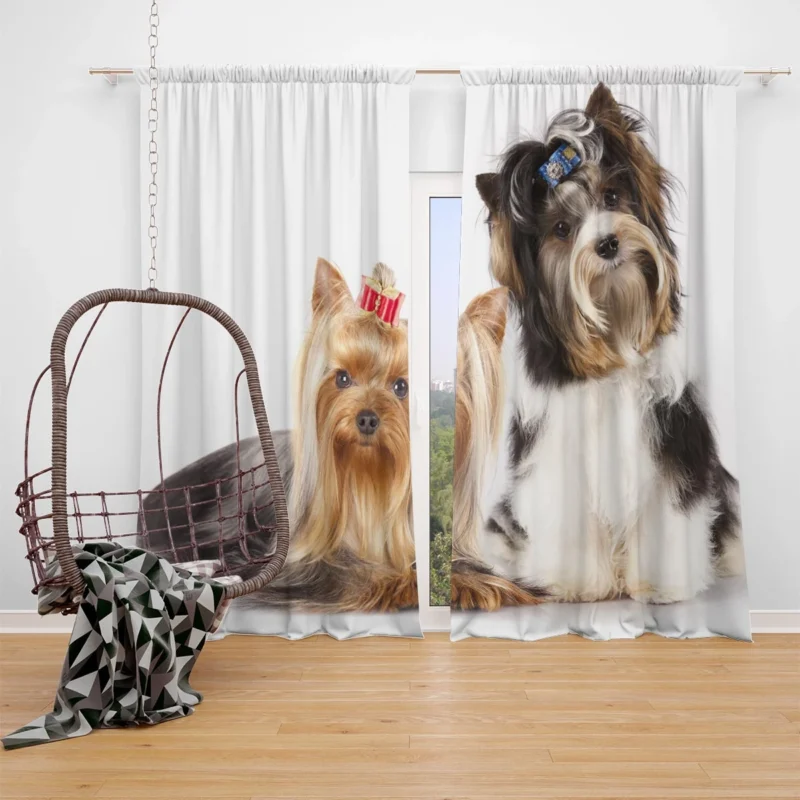 Yorkshire Terrier Loveliness: Cute Yorkies Window Curtain