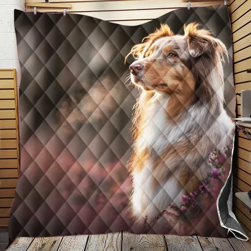 A Breed of Canine Versatility: Australian Shepherd Quilt Blanket