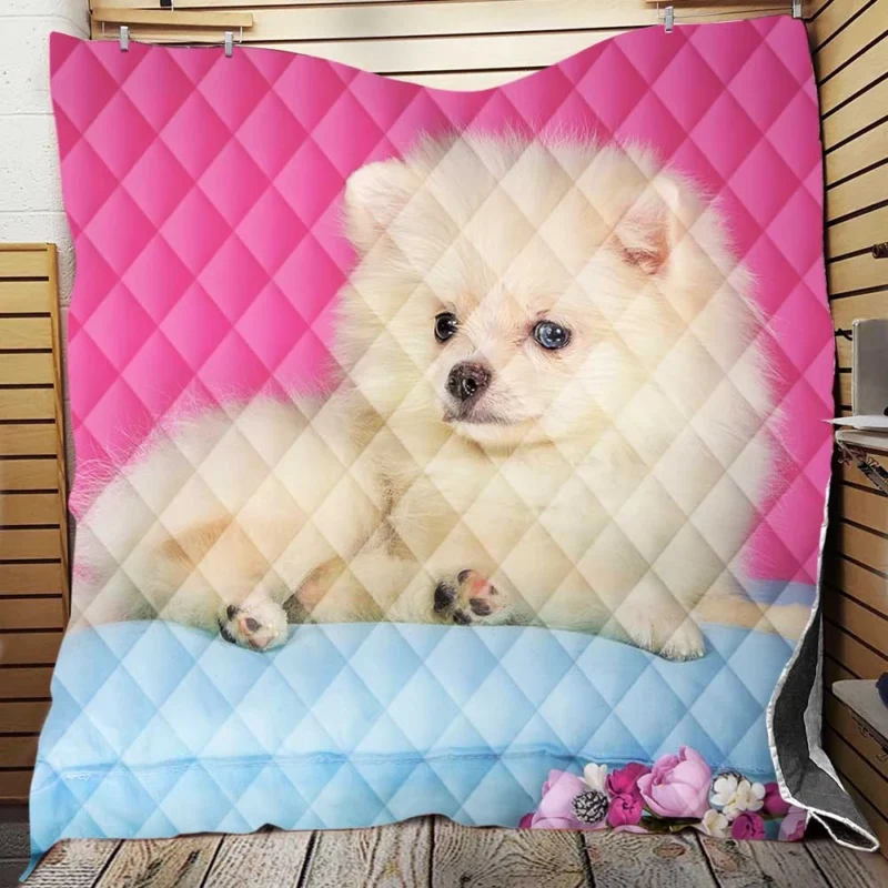 A Bundle of Cuteness: Fluffy Spitz Puppies Quilt Blanket