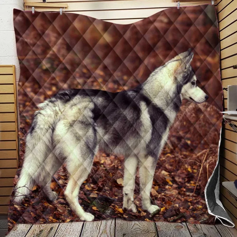 A Canine Adventure: Husky Quartet Quilt Blanket