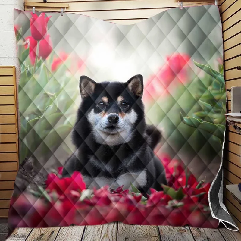 A Captivating Gaze: Shiba Inu Quartet Quilt Blanket