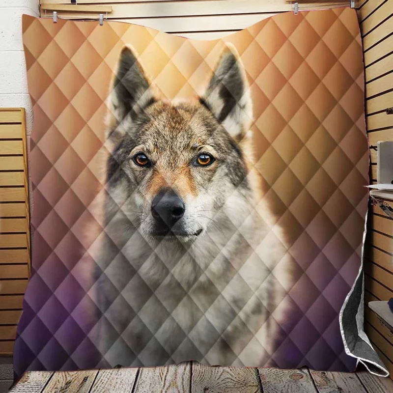 A Captivating Wolfish Stare: Wolfdog Quartet Quilt Blanket