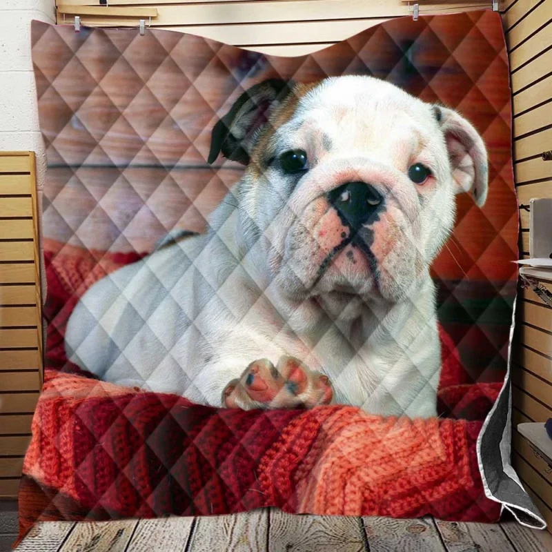 A Celebration of Bulldog Charm: Bulldog Wallpaper Quilt Blanket