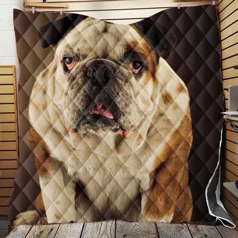 A Gaze of Bulldog Beauty: Bulldog Quartet Quilt Blanket