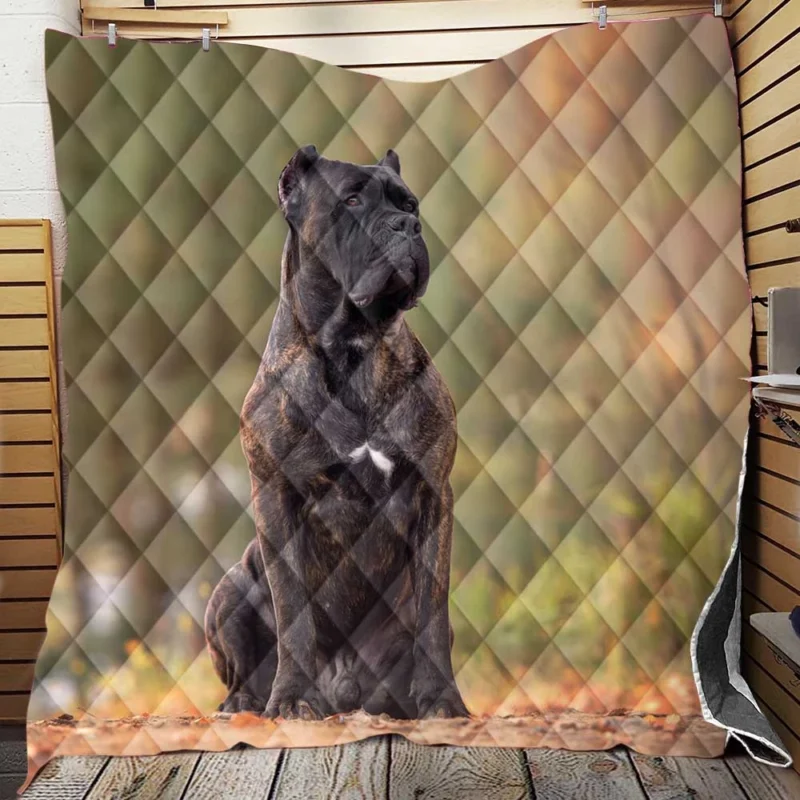 A Gaze of Strength: Cane Corso Quartet Quilt Blanket