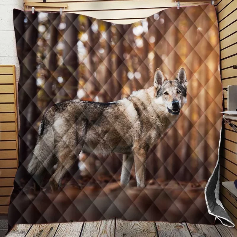 A Gaze of Wisdom: Czechoslovakian Wolfdog Quartet Quilt Blanket