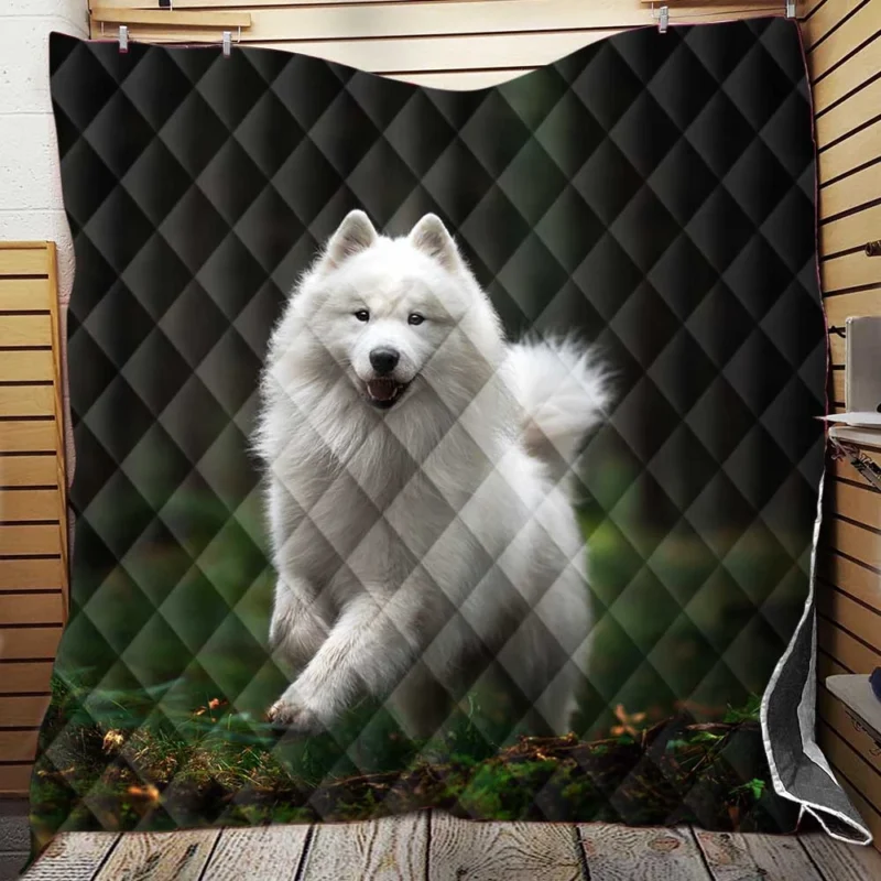 A Glimpse of Elegance: Spitz Quartet Quilt Blanket