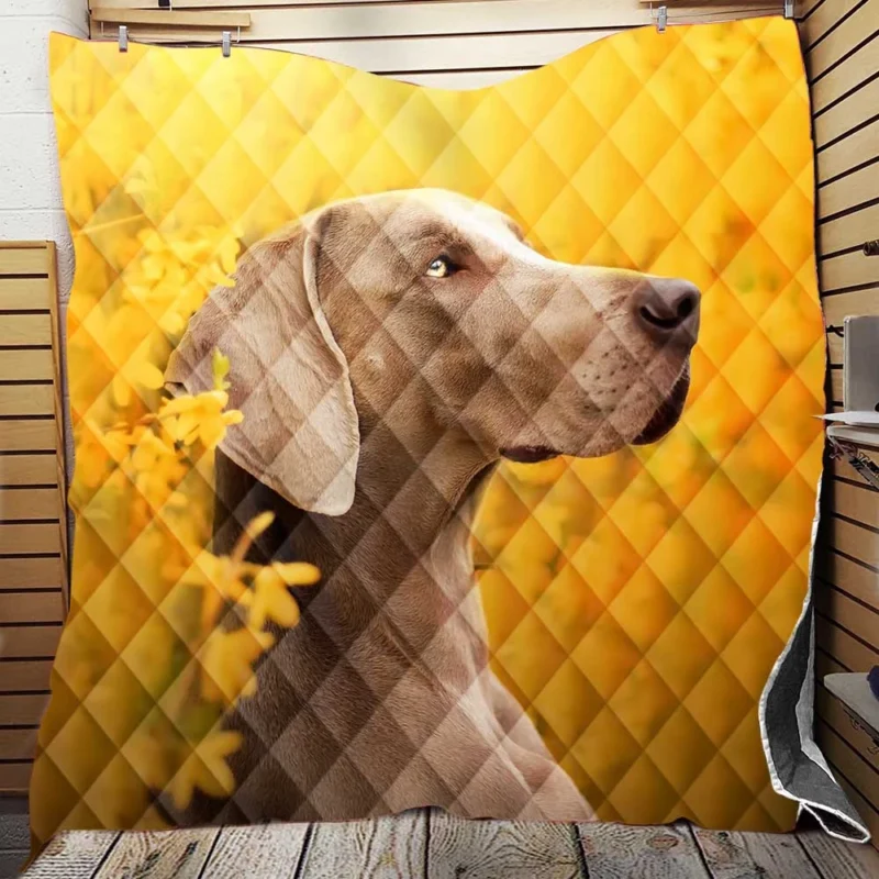 A Glimpse of Serenity: Weimaraner Quartet Quilt Blanket