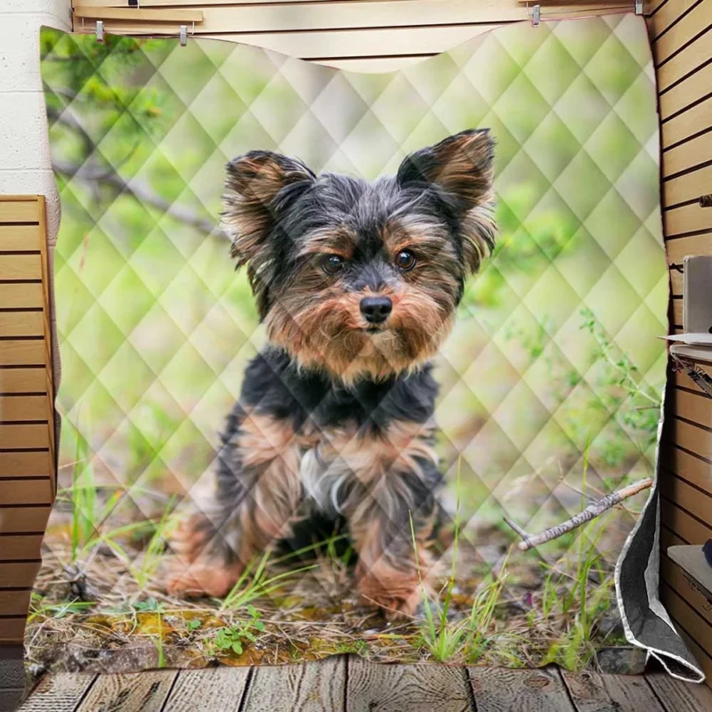 A Portrait of Charm: Yorkshire Terrier Quartet Quilt Blanket