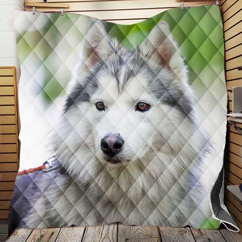 A Quadruple Canine Portrait: Husky Marvel Quilt Blanket