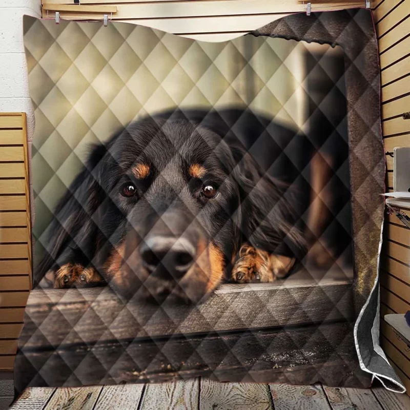 A Quadruple Gaze: Hovawart Canine Stares Quilt Blanket
