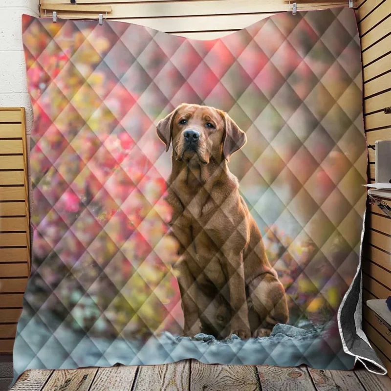 A Quartet of Beauty: Labrador Depth of Field Quilt Blanket