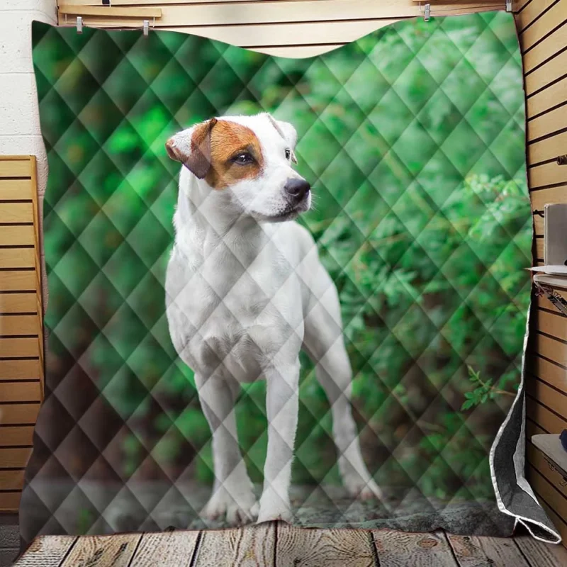 A Quartet of Canine Charm: Jack Russell Terriers Quilt Blanket