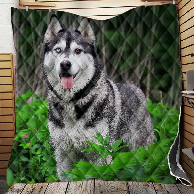 A Study in Elegance: Siberian Husky Quartet Quilt Blanket