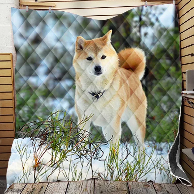 A Symphony of Akita Beauty: Quartet Harmony Quilt Blanket