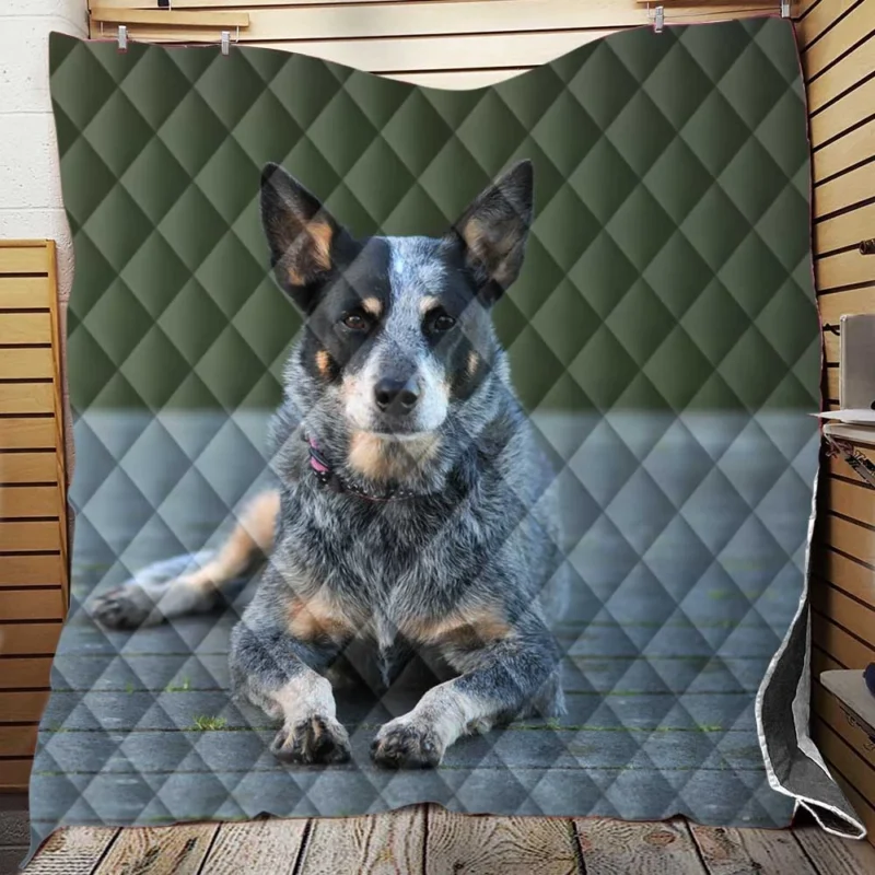 A Versatile Canine Companion: Australian Cattle Dog Quilt Blanket