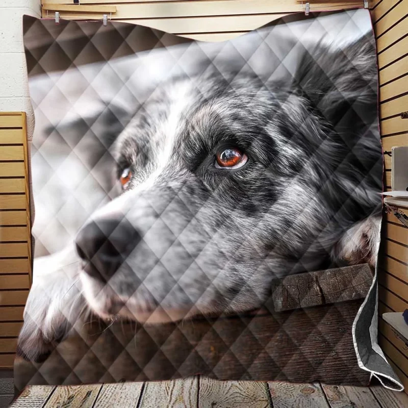 A Versatile Canine Companion: Australian Shepherd Quilt Blanket