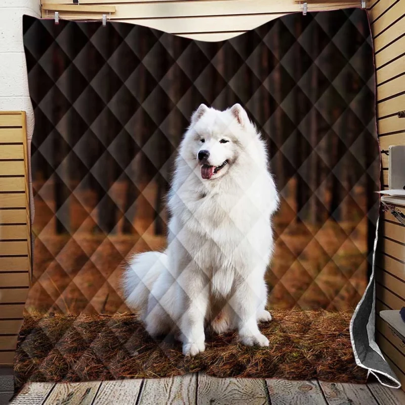 Active Depth of Field Beauty: Samoyed Quartet Quilt Blanket