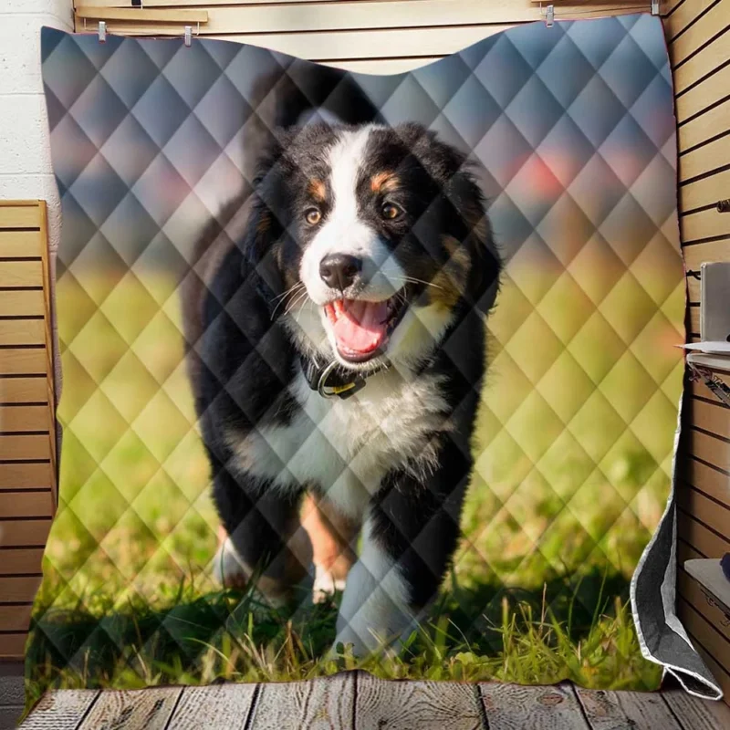 Active Pups in Bernese Beauty: Bernese Mountain Dog Quilt Blanket