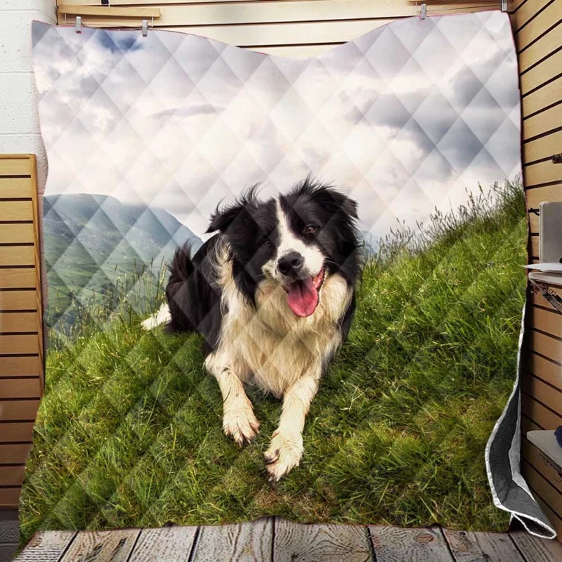 Active and Energetic Border Collie: Border Collie Quilt Blanket