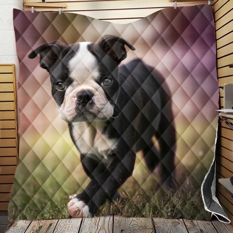 Adorable Boston Terrier Pups with Ba: Boston Terrier Quilt Blanket