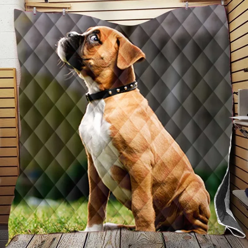 Adorable Boxer Puppy: Boxer Quilt Blanket