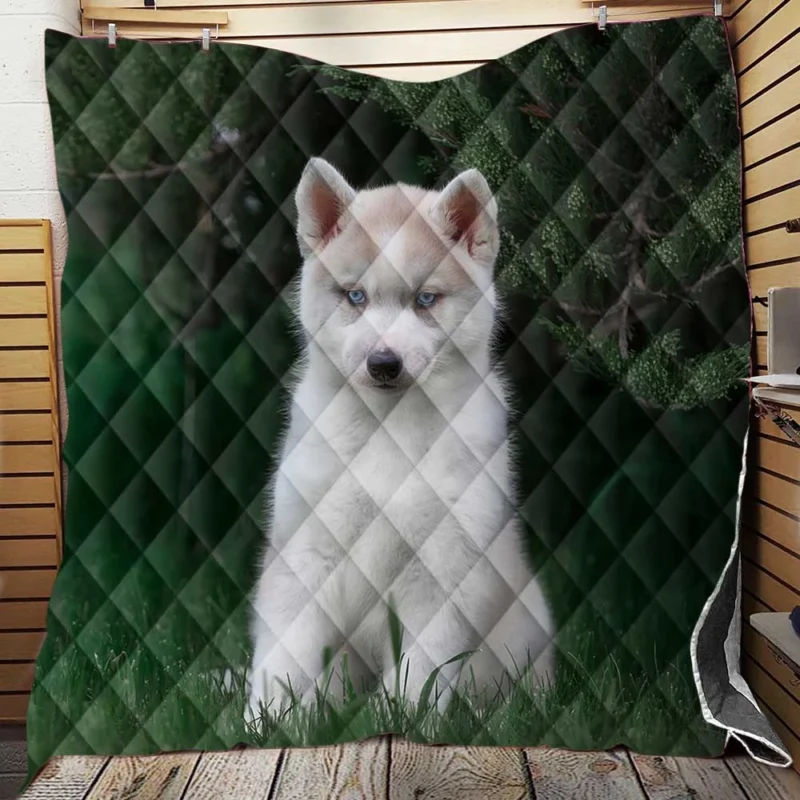 Adorable Canines: Precious Husky Puppy Quartet Quilt Blanket