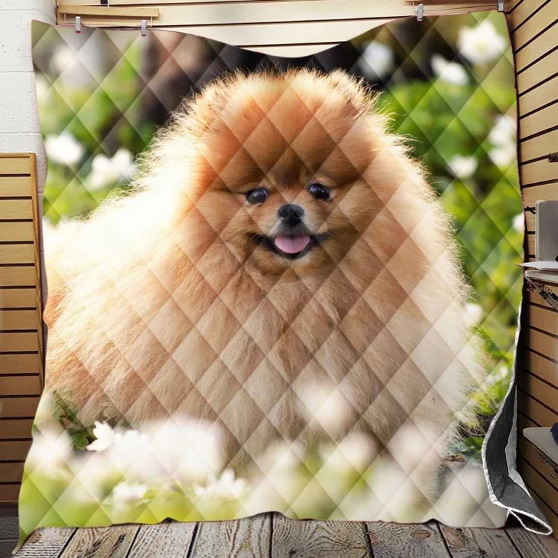 Adorable Charm: Pomeranian Quartet Quilt Blanket