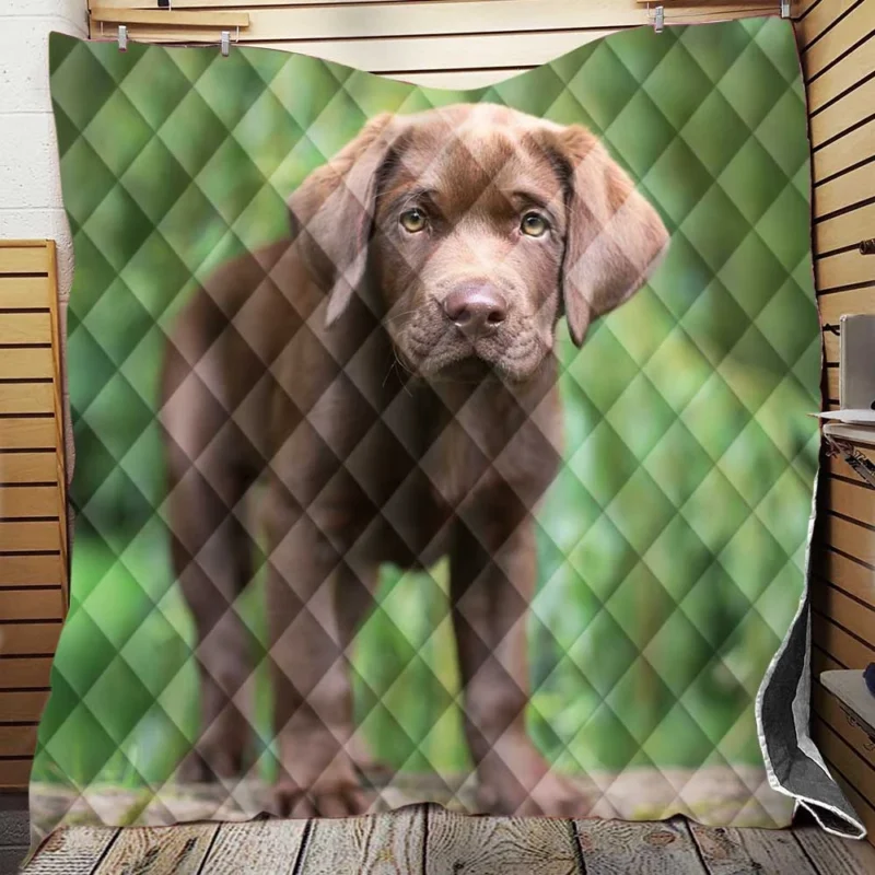 Adorable Companions: Chocolate Lab Puppy Quartet Quilt Blanket