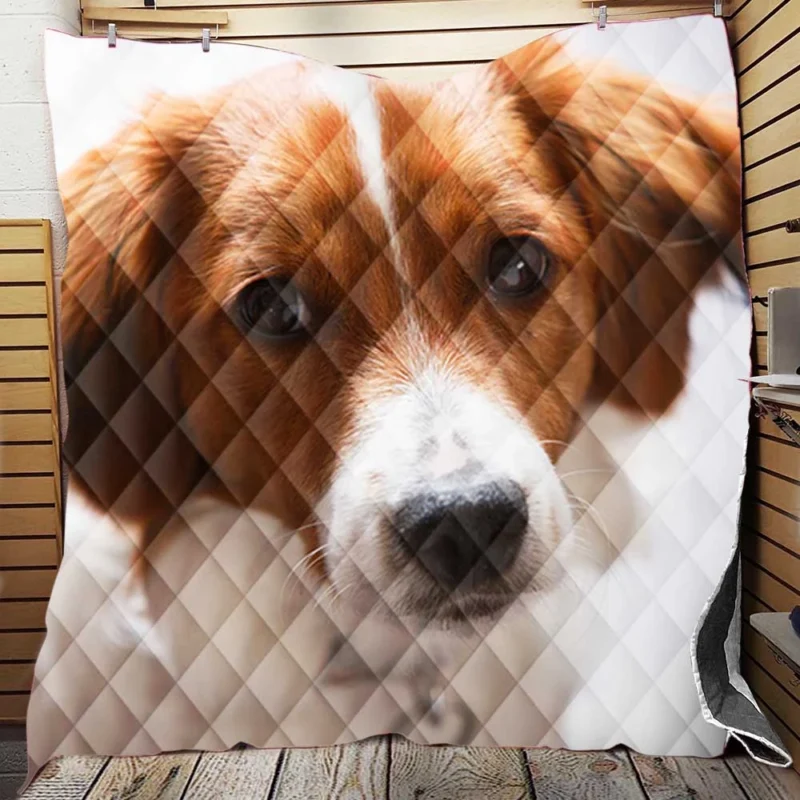 Agile and Energetic Border Collie: Border Collie Quilt Blanket