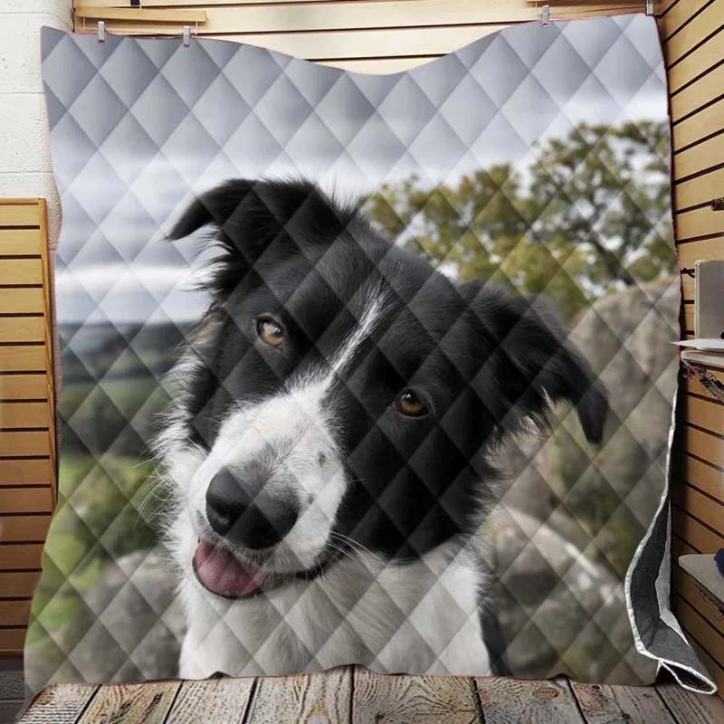 Agile and Energetic Border Collie Dog: Border Collie Quilt Blanket