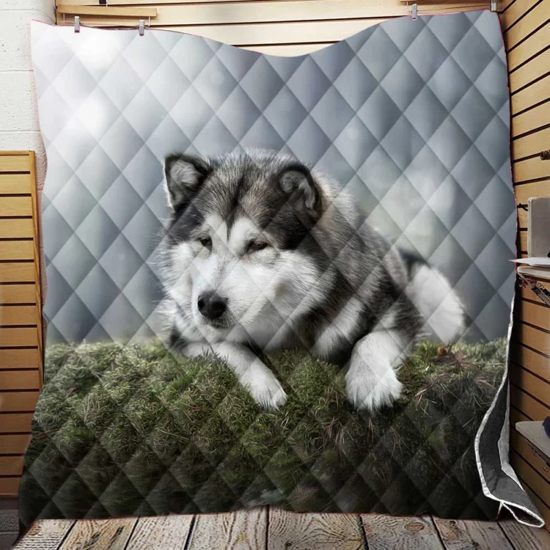 Alaskan Malamute Quartet in a Mossy Oasis Quilt Blanket