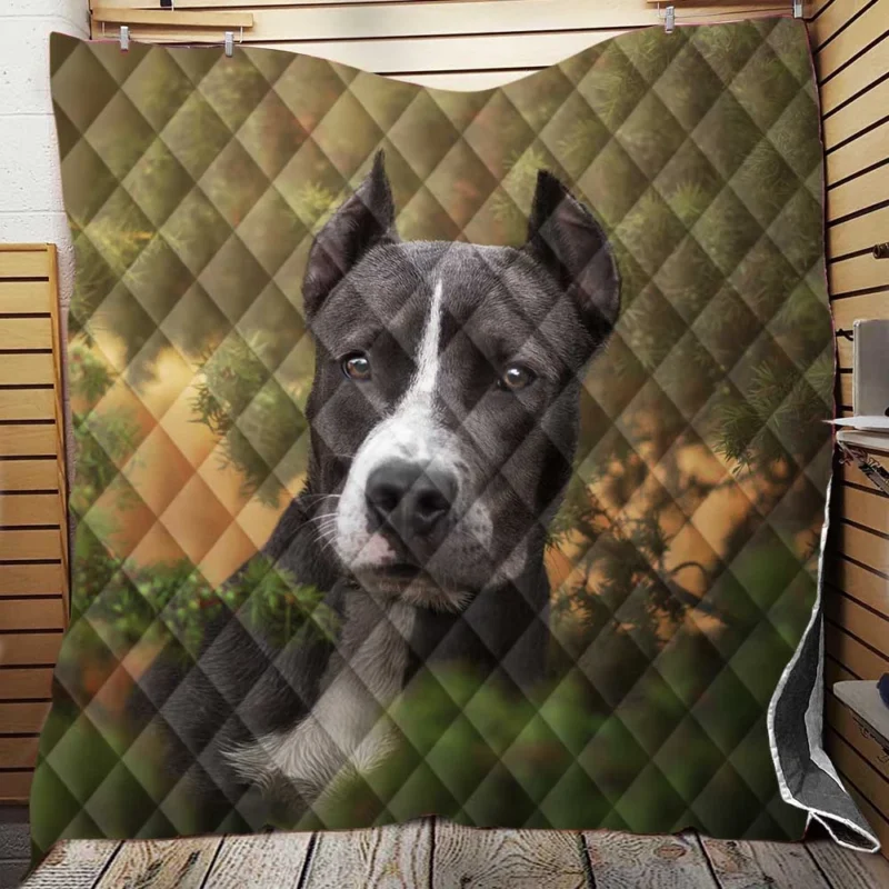 American Staffordshire Excellence: Bull Terrier Quartet Quilt Blanket