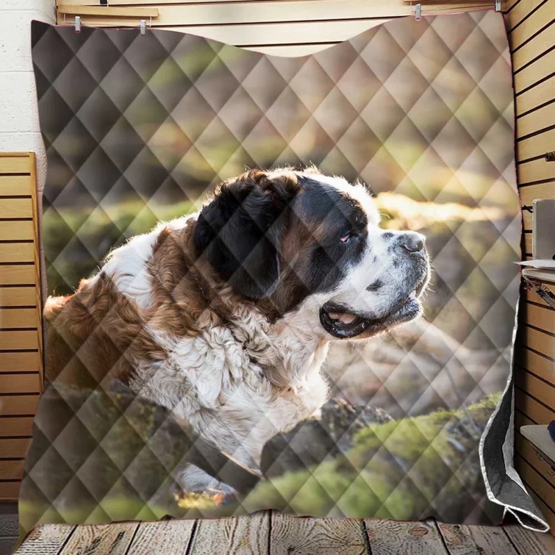 An Iconic Breed: St. Bernard Quartet Quilt Blanket