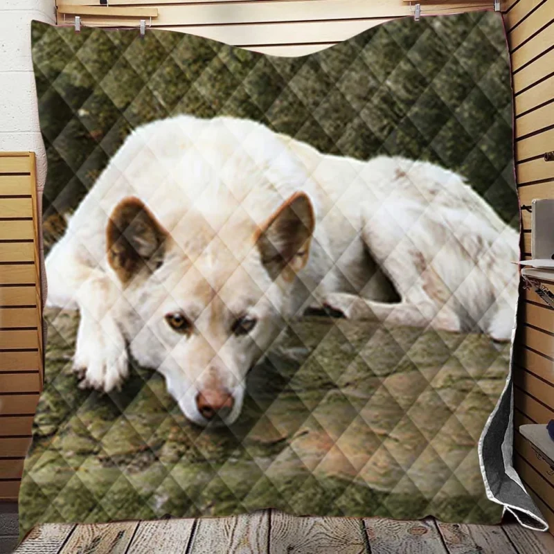 Australian Dingoes in the Wild: Dingo Quartet Quilt Blanket