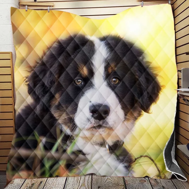 Bernese Pups Amidst Bokeh Magic: Sennenhund Quartet Quilt Blanket