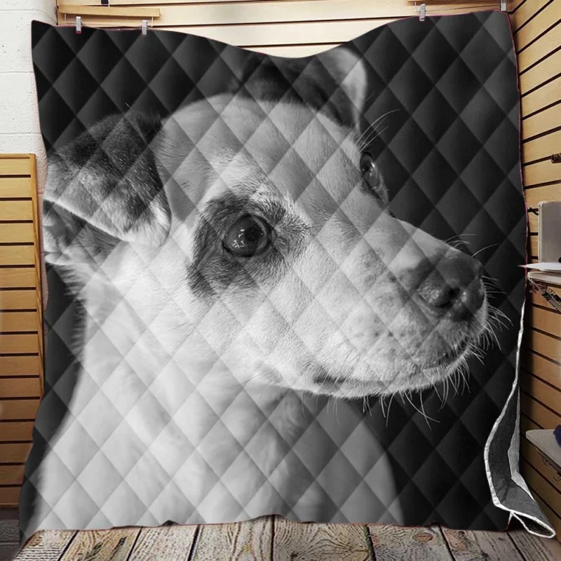 Black & White Quartet: Jack Russell Terriers Quilt Blanket