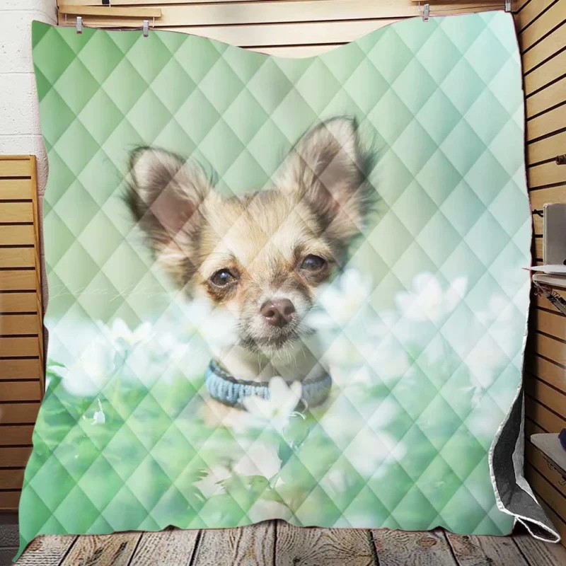 Blooms and Chihuahua Beauty: Chihuahua Quartet Quilt Blanket