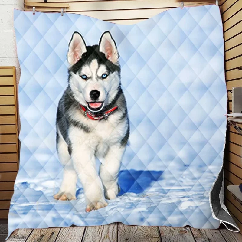 Blue-Eyed Quartet: Cute Husky Puppies in Snow Quilt Blanket