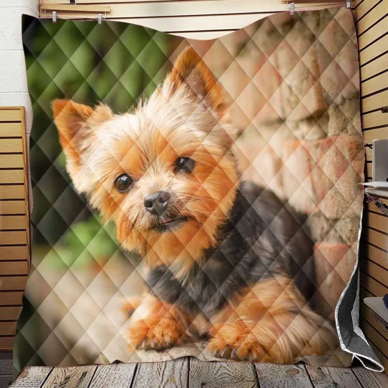 Bokeh Beauty: Silky Terrier Quartet Quilt Blanket