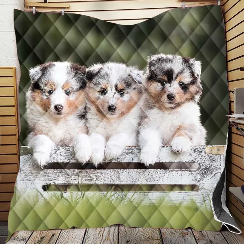 Border Collie Charm with Ba Puppies: Border Collie Quilt Blanket