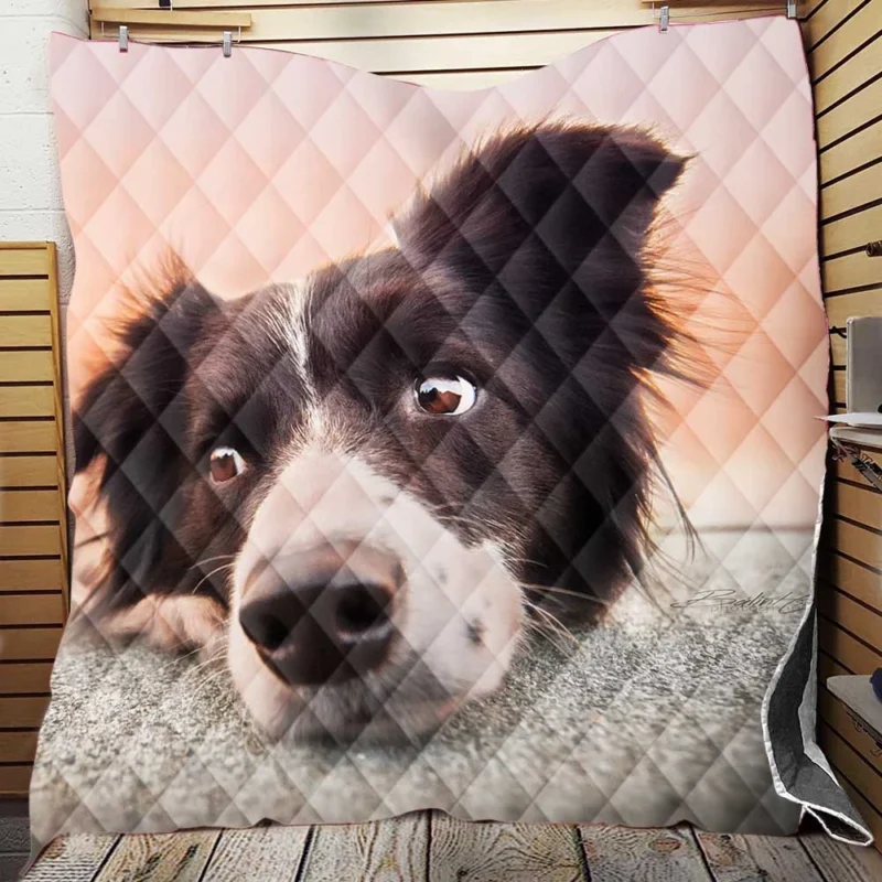 Border Collie Muzzle Resting: Border Collie Quilt Blanket