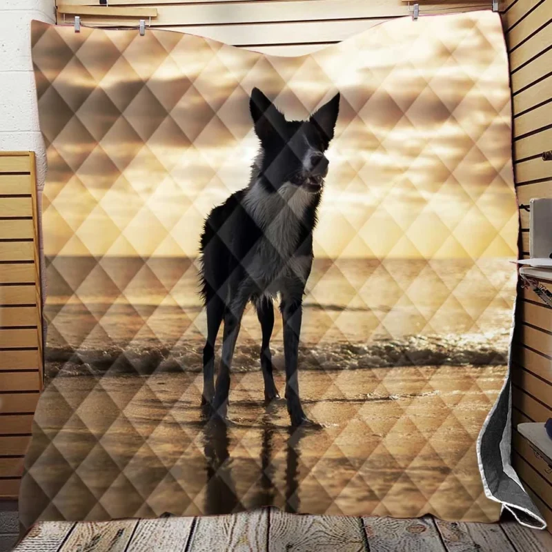 Border Collie Wallpaper Beauty: Border Collie Quilt Blanket