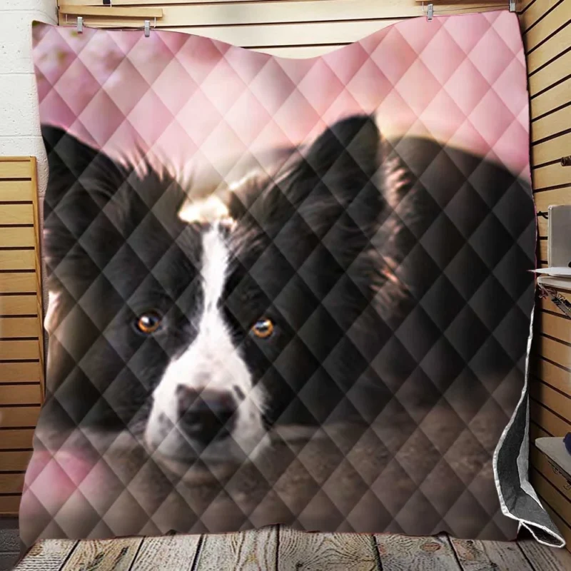 Border Collie Wallpaper with Energetic Border Collie Quilt Blanket