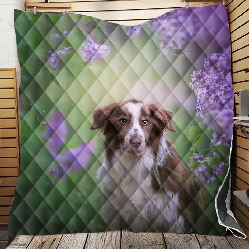 Border Collie and Purple Flower Beauty with Border Collie Quilt Blanket