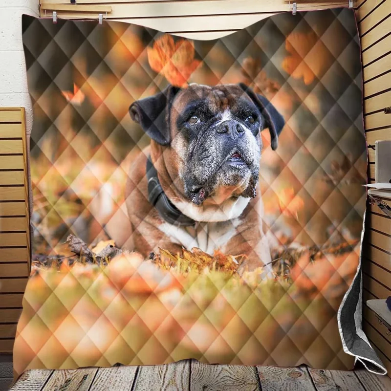 Boxer (Dog) Enjoying Fall Leaves: Boxer Quilt Blanket