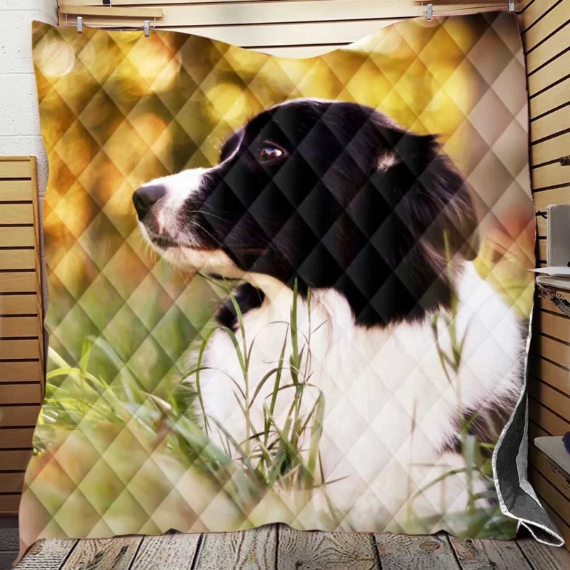 Bright and Energetic Border Collie: Border Collie Quilt Blanket